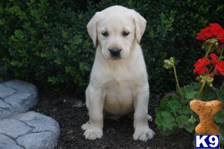 Labrador Retriever Puppies for Sale